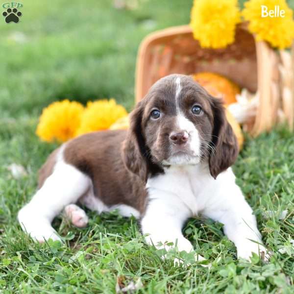 Belle, English Springer Spaniel Puppy