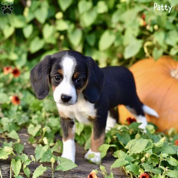 Patty, Beagle Mix Puppy