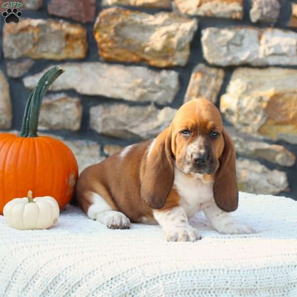 Buddy, Basset Hound Puppy