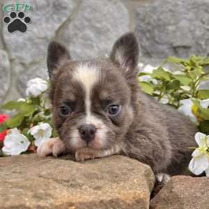 Preston, French Bulldog Puppy