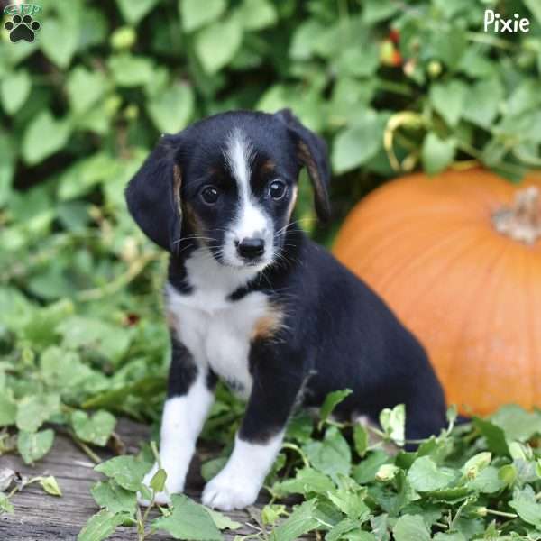 Pixie, Beagle Mix Puppy