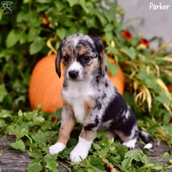 Parker, Beagle Mix Puppy