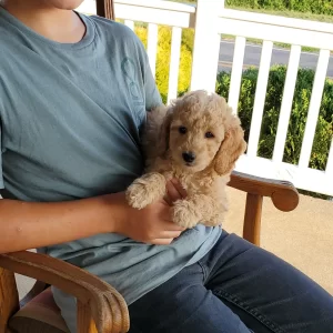 Rex, Mini Goldendoodle Puppy