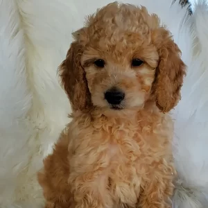 Rex, Mini Goldendoodle Puppy