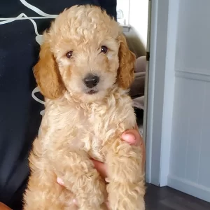 Rex, Mini Goldendoodle Puppy