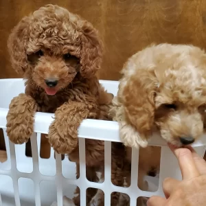 Rex, Mini Goldendoodle Puppy