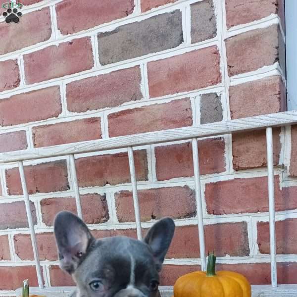 Olayta, French Bulldog Puppy