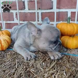 Sahara, French Bulldog Puppy