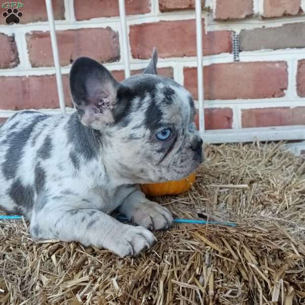 Sasha, French Bulldog Puppy