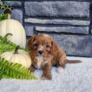 Bella, Cavalier King Charles Spaniel Puppy