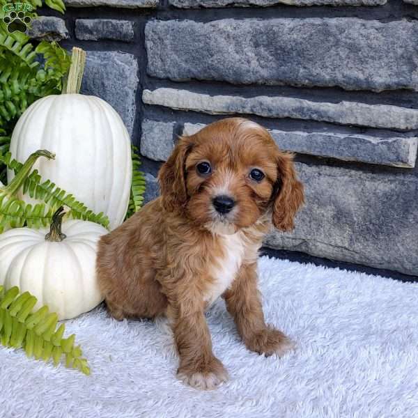 Bella, Cavalier King Charles Spaniel Puppy