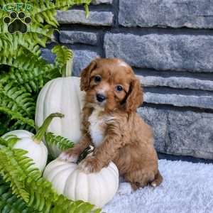 Bella, Cavalier King Charles Spaniel Puppy