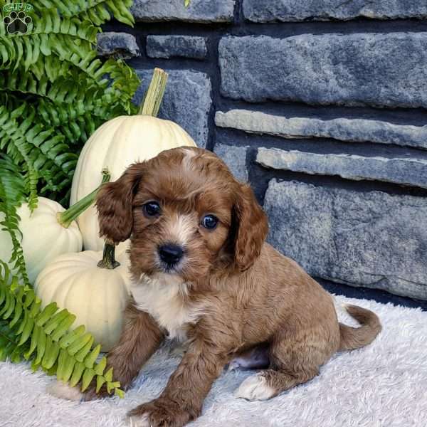 Teddy, Cavapoo Puppy