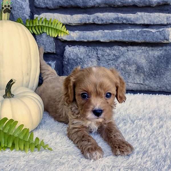 Milo, Cavapoo Puppy