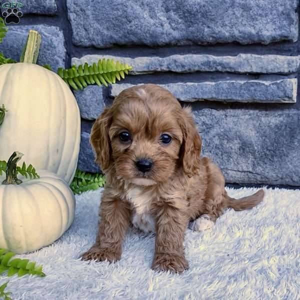 Ollie, Cavalier King Charles Spaniel Puppy