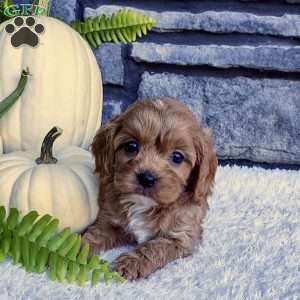 Ollie, Cavalier King Charles Spaniel Puppy