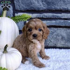 Ollie, Cavalier King Charles Spaniel Puppy