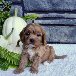 Ollie, Cavalier King Charles Spaniel Puppy