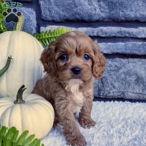 Ollie, Cavalier King Charles Spaniel Puppy