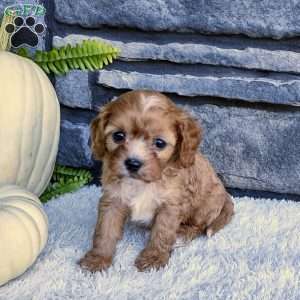 Finn, Cavalier King Charles Spaniel Puppy