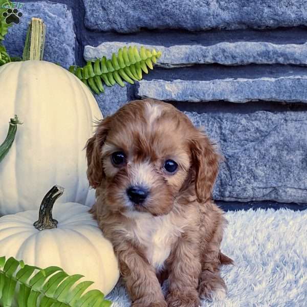 Finn, Cavalier King Charles Spaniel Puppy