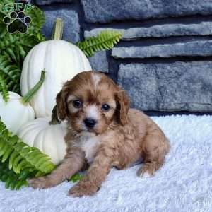 Finn, Cavalier King Charles Spaniel Puppy