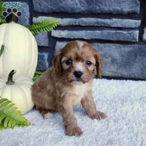 Finn, Cavalier King Charles Spaniel Puppy