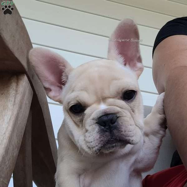 Pink, French Bulldog Puppy