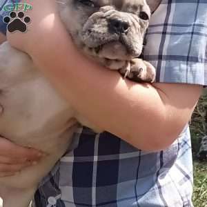 Sahara, French Bulldog Puppy