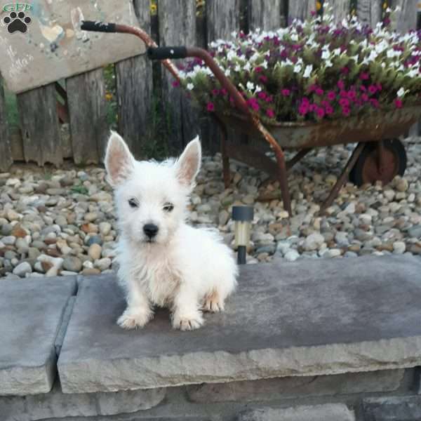 Max, West Highland Terrier Puppy