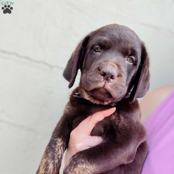 Tulip Chocolate Labrador Retriever Puppy For Sale in Pennsylvania