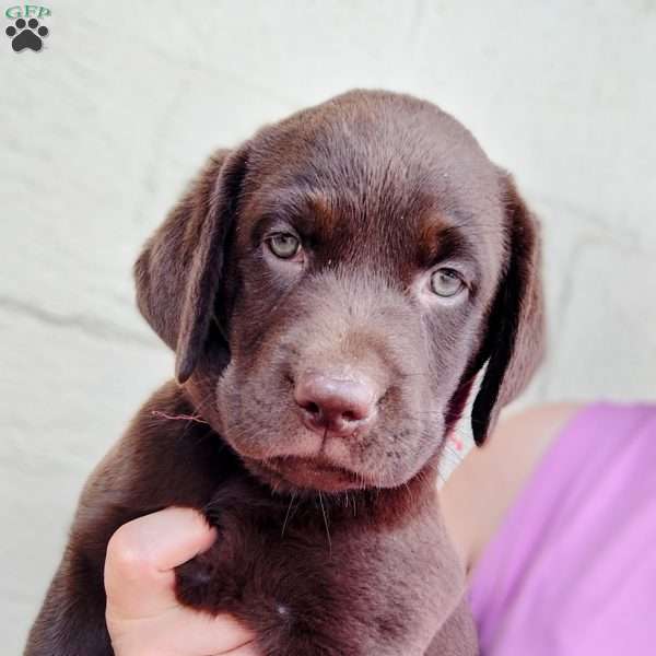 Daisy, Chocolate Labrador Retriever Puppy