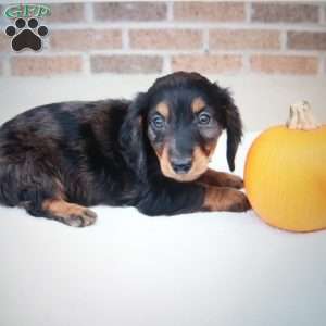 Pepper, Dachshund Puppy