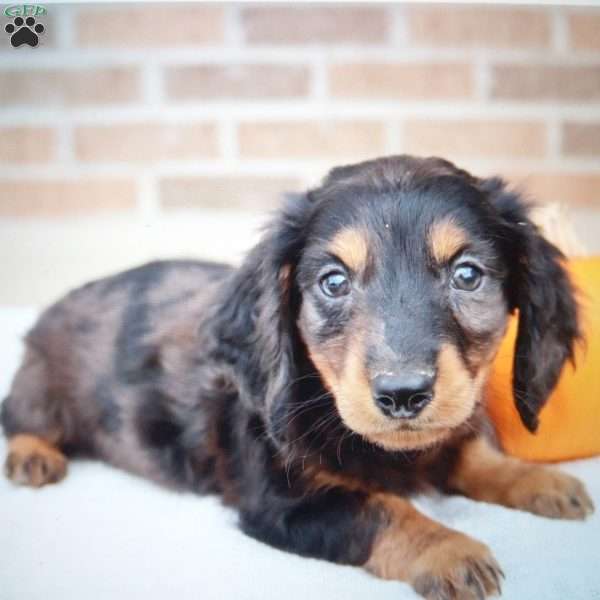 Pepper, Dachshund Puppy