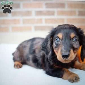 Pepper, Dachshund Puppy