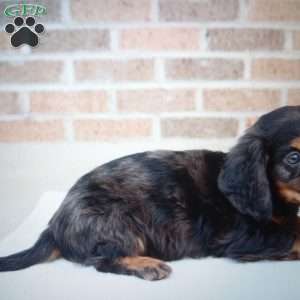 Pepper, Dachshund Puppy