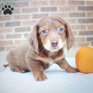 Pumpkin, Dachshund Puppy