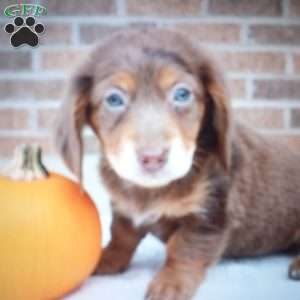 Pumpkin, Dachshund Puppy