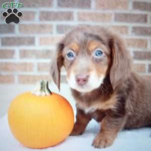 Pumpkin, Dachshund Puppy