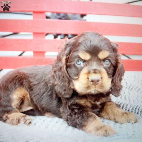 KitKat, Cocker Spaniel Puppy