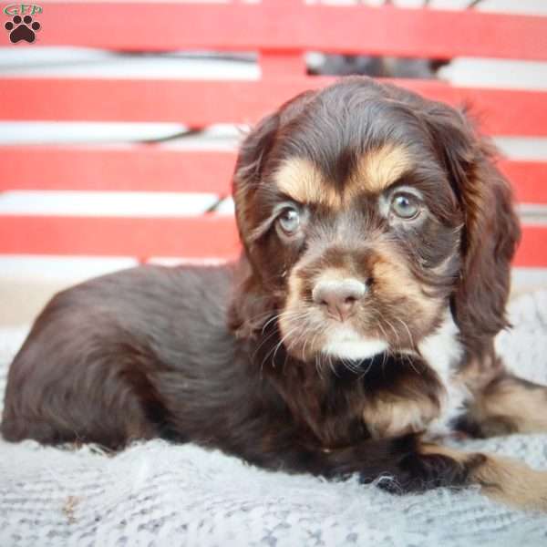 Karmen, Cocker Spaniel Puppy