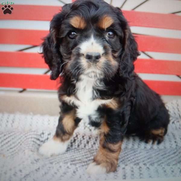 Kenya, Cocker Spaniel Puppy