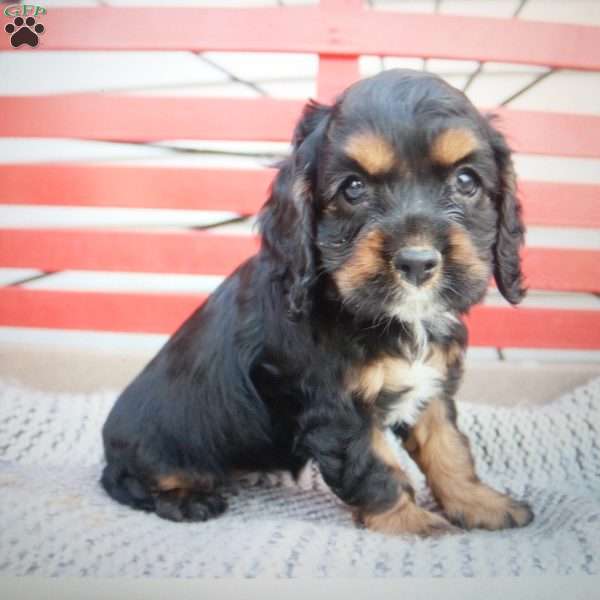 Kelly, Cocker Spaniel Puppy