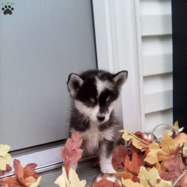 Calvin, Pomsky Puppy