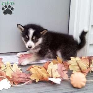 Carrie, Pomsky Puppy