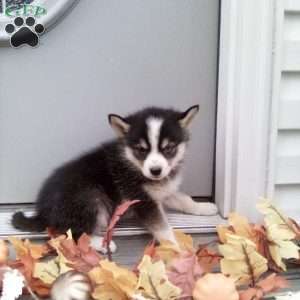 Carrie, Pomsky Puppy