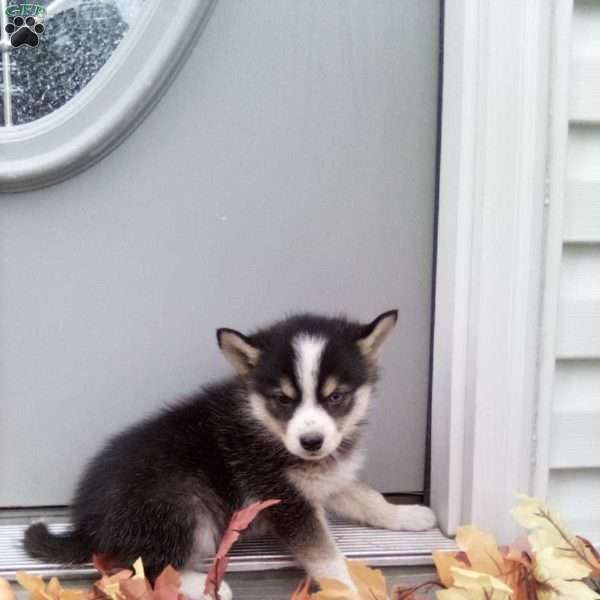 Carrie, Pomsky Puppy