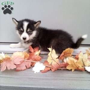 Carrie, Pomsky Puppy