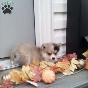 Connie, Pomsky Puppy