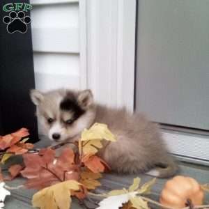 Connie, Pomsky Puppy